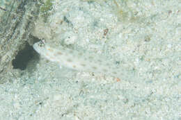 Image of Gold-specked prawn-goby