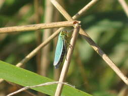 Image of Cicadella viridis (Linnaeus 1758)