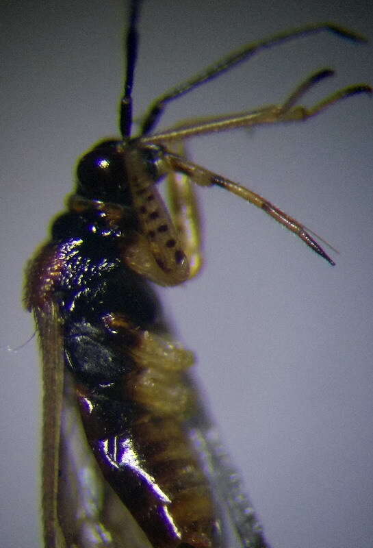 Dicyphus globulifer (Fallen 1829)的圖片