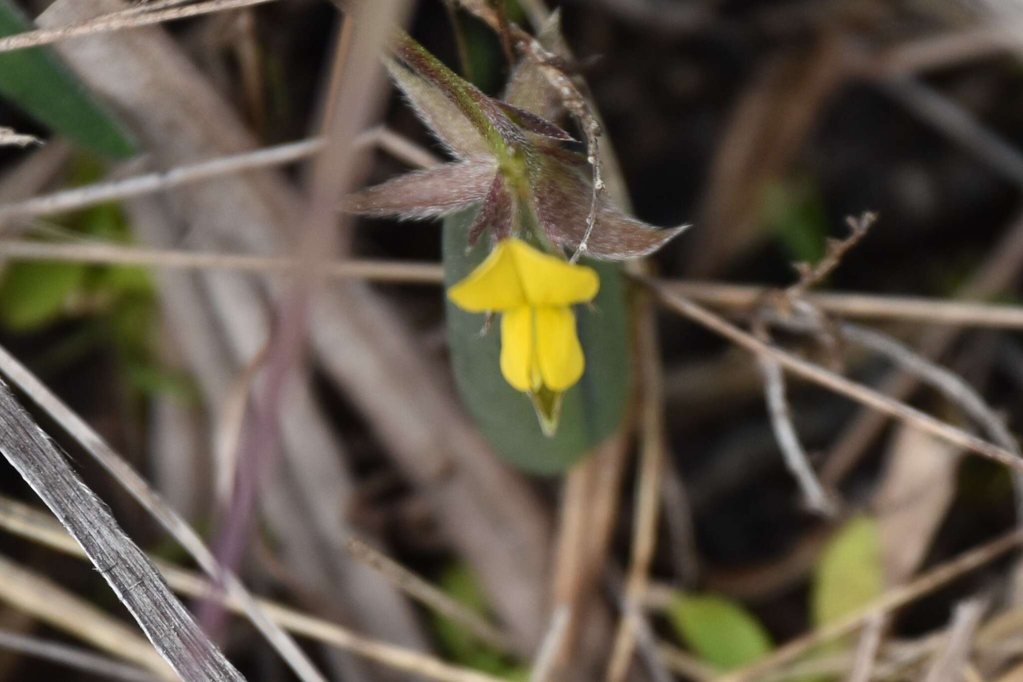 Image of Rabbitbells