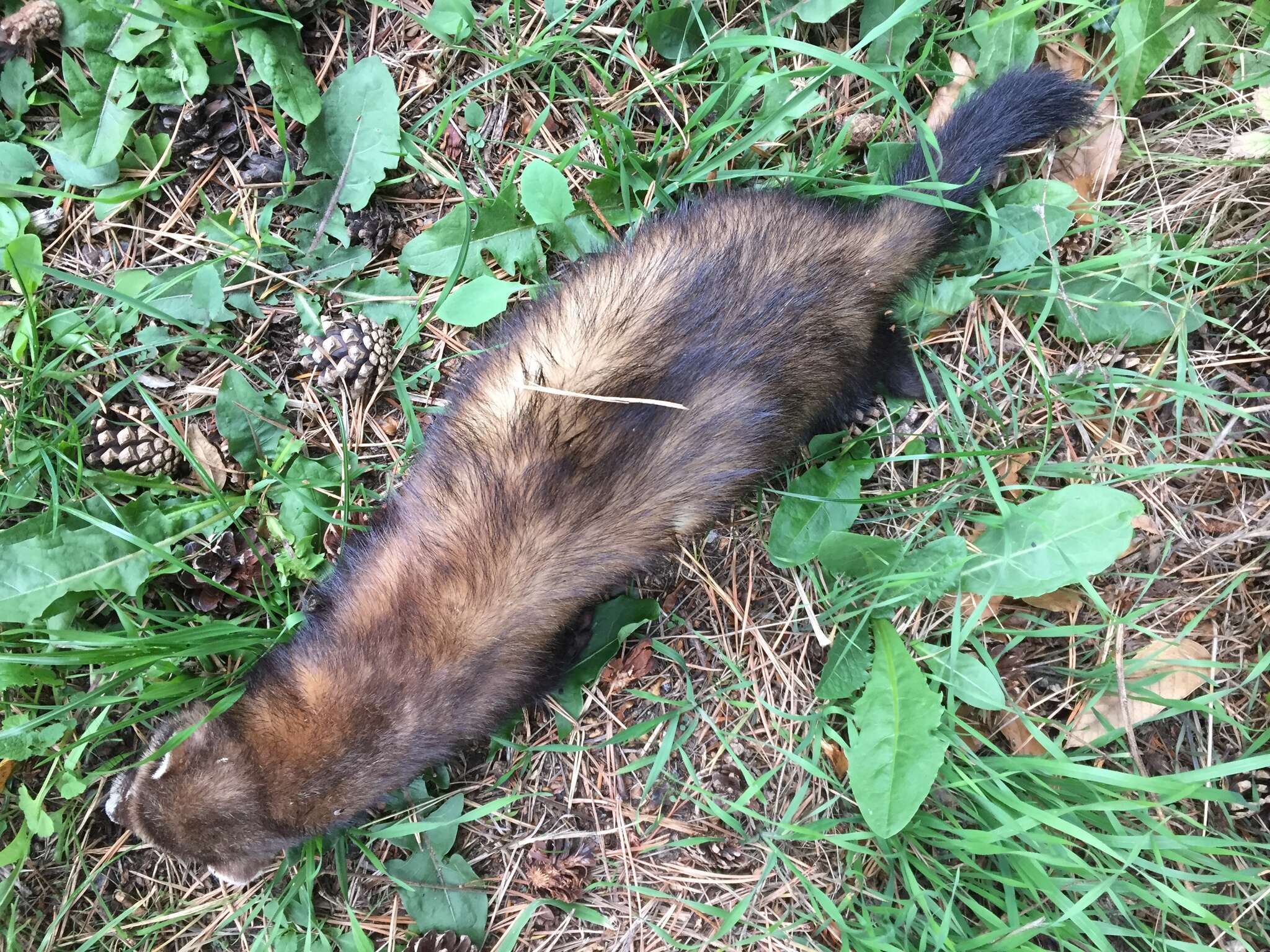 Image of western polecat, polecat