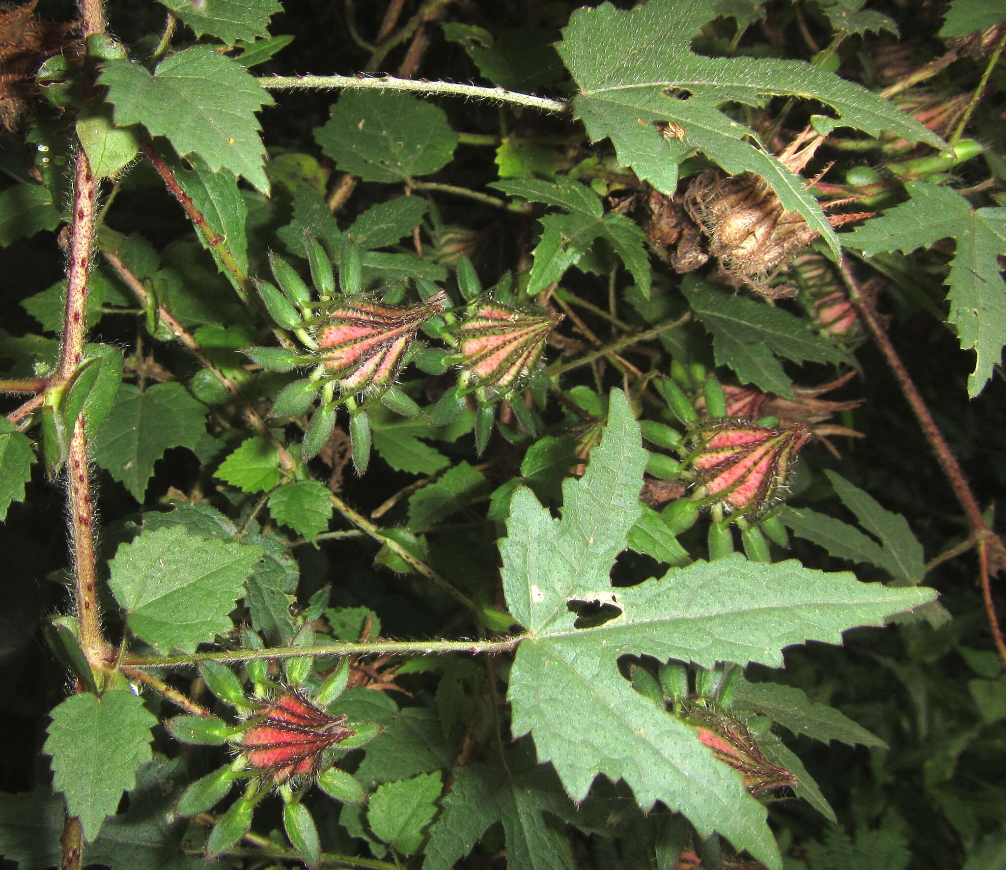 Image of Prickly hibiscus creeper