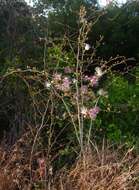 Capparis zeylanica L. resmi