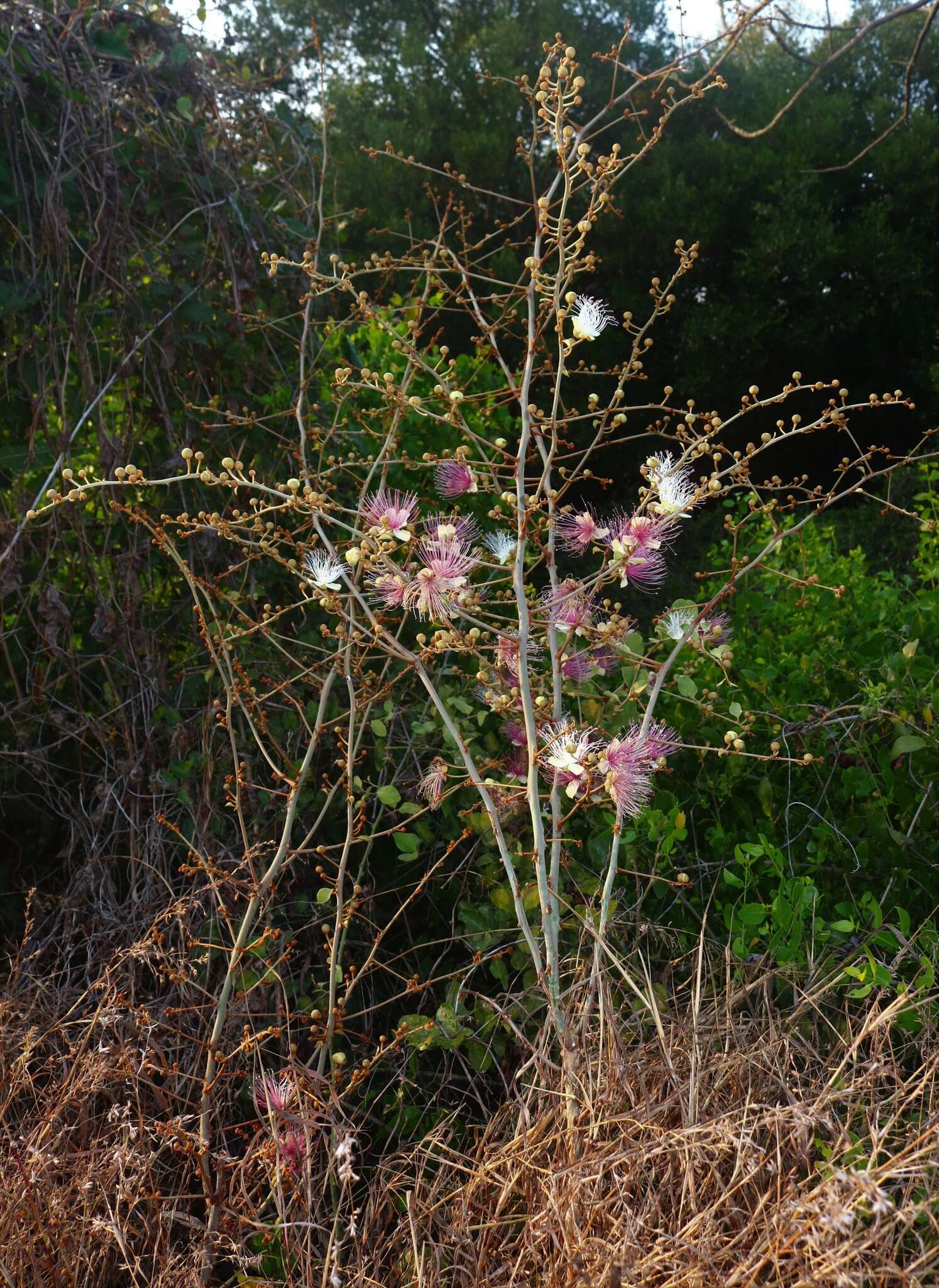 Image of Indian caper