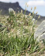 Image of Carex vaginata var. vaginata