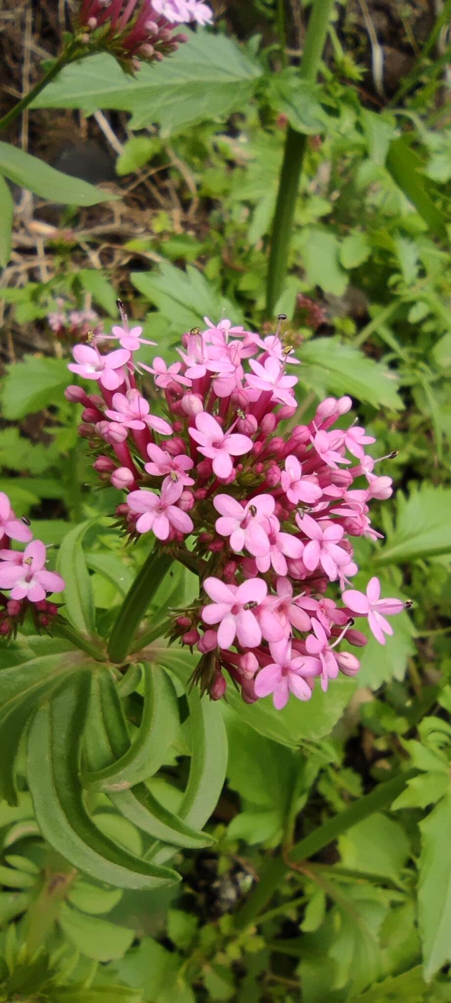 Image of Centranthus macrosiphon Boiss.