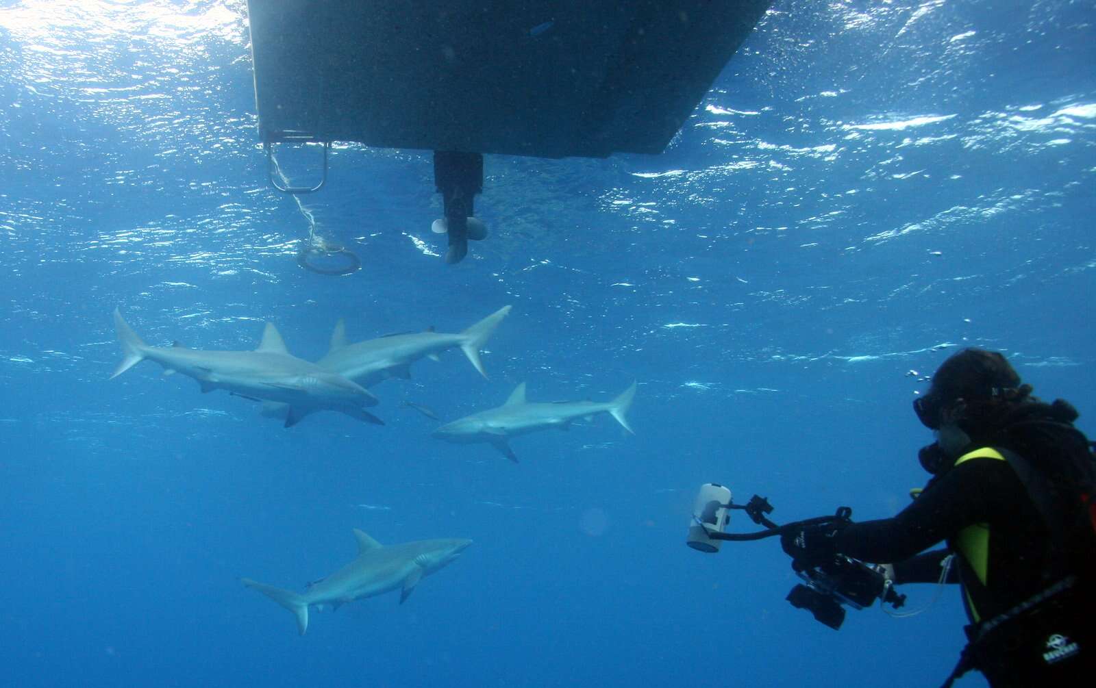 Image of Caribbean Reef Shark