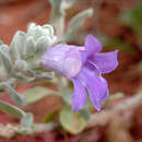 Imagem de Eremophila hygrophana Chinnock