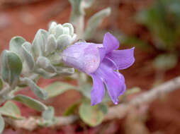 Image of Eremophila hygrophana Chinnock