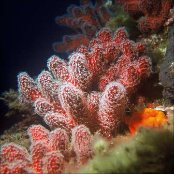 Image of Mediterranean sea-fingers