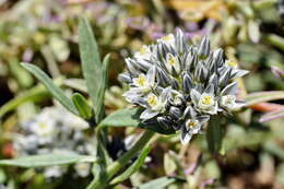 Image of Limeum africanum subsp. africanum