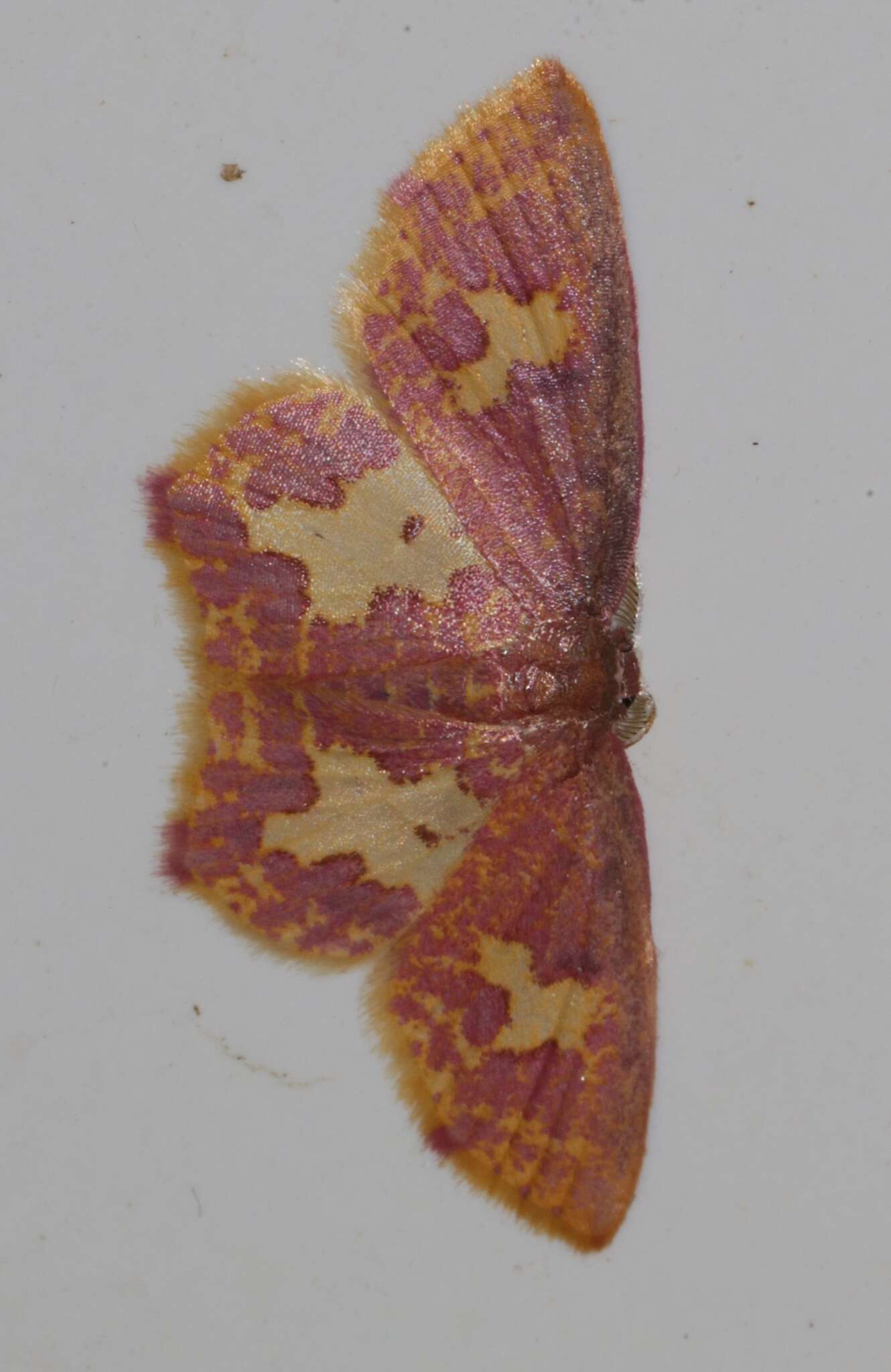 Слика од Chrysocraspeda faganaria (Guenée)