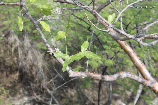 Image de Bursera kerberi Engl.