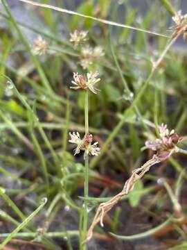 Juncus bulbosus L. resmi