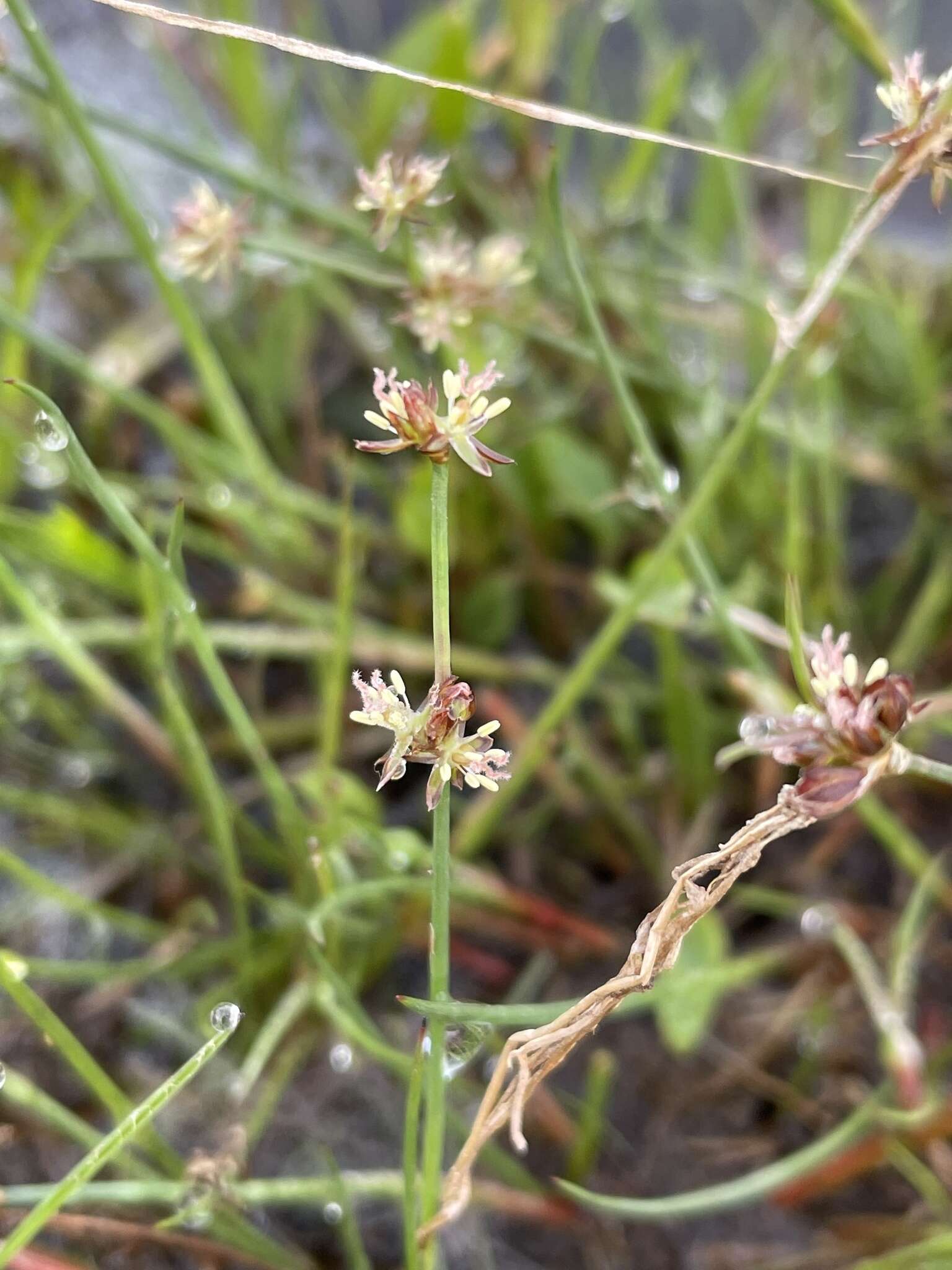 Image of Bulbous Rush