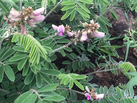 Image of Nicaragua Hoarypea