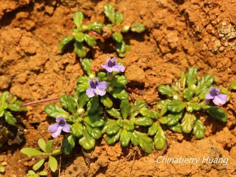 Слика од Ajuga pygmaea A. Gray