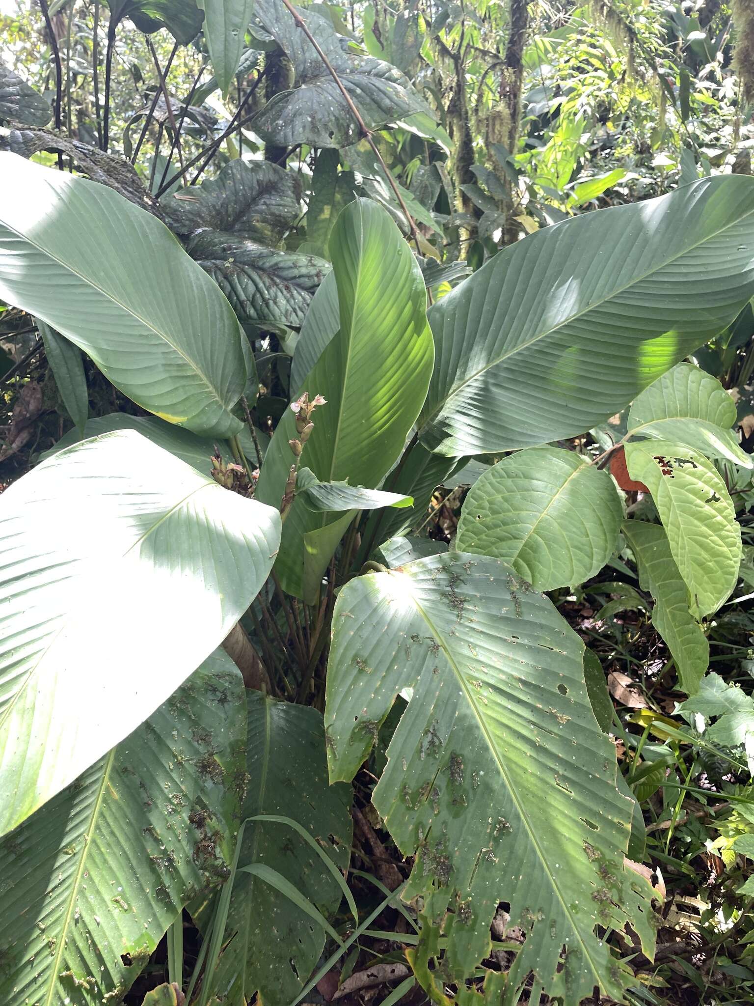 Plancia ëd Calathea ischnosiphonoides H. Kenn.