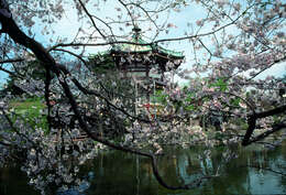 Image of Japanese flowering cherry