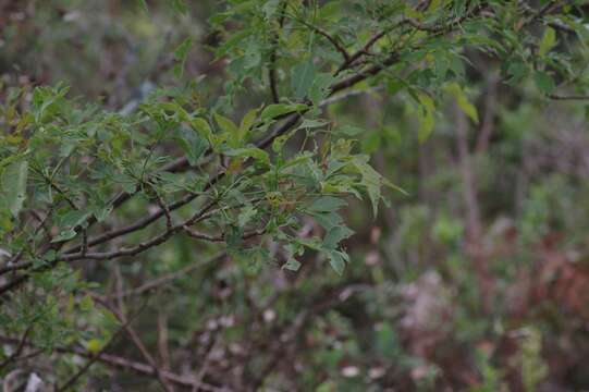 Heteromorpha arborescens (Thunb.) Cham. & Schltdl.的圖片