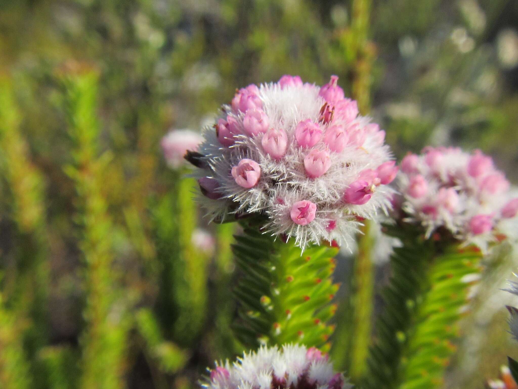 Image of Stoebe rosea Dod