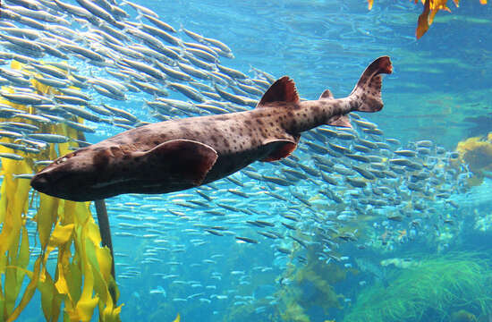 Image of Swell Shark