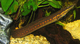 Image of Fire spiny eel