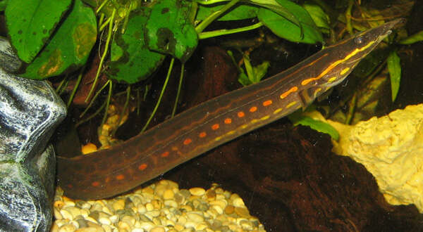Image of Fire spiny eel