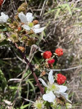 Image of sawtooth blackberry