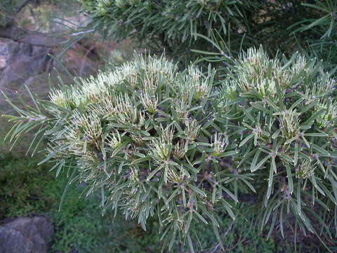 Image of pincushion tree