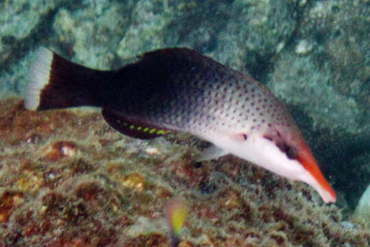 Image of Bird wrasse