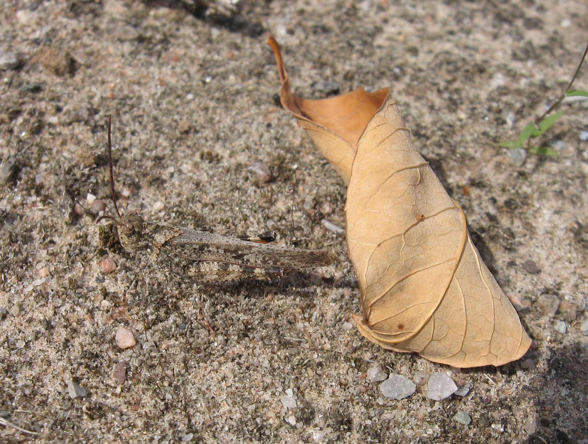 Image of Mottled Sand Grasshopper