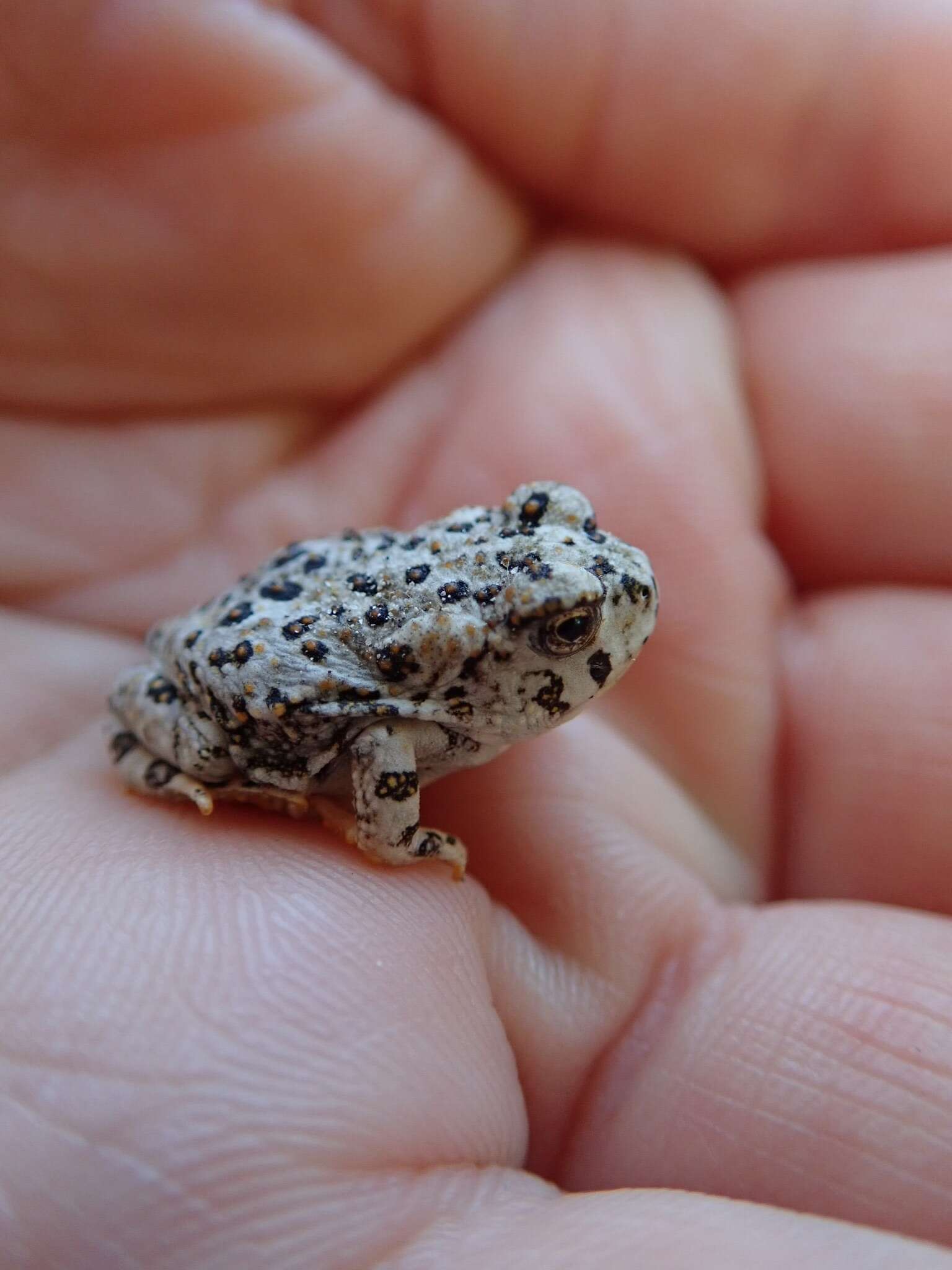 Image of Arroyo toad