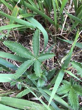 Image of Soft Cinquefoil