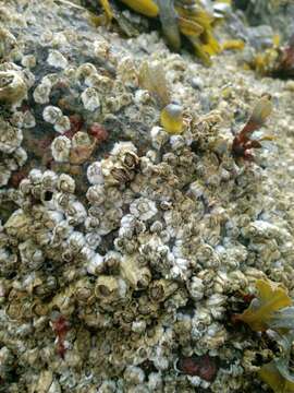 Image of Acorn barnacle