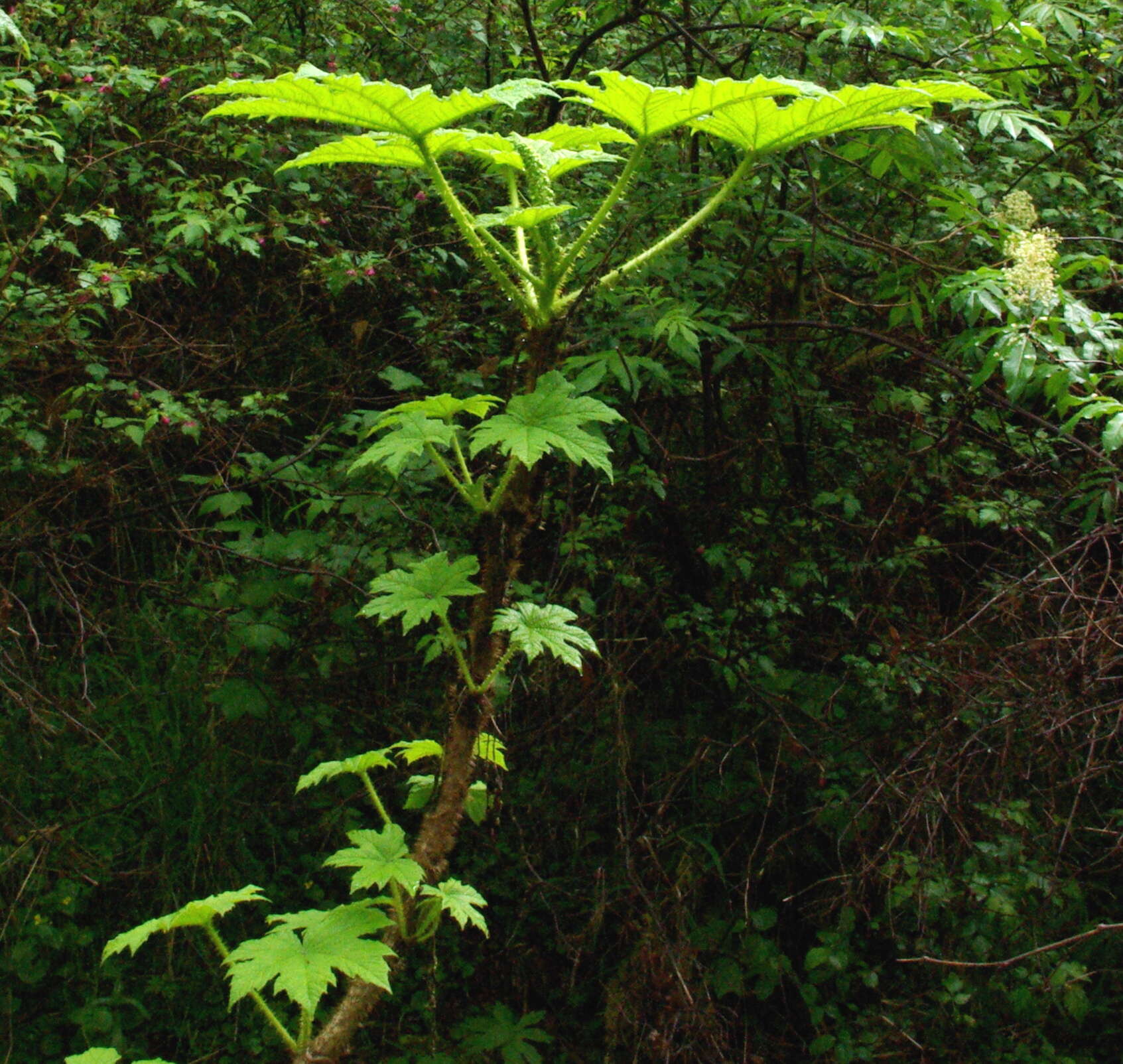 Image de bois piquant