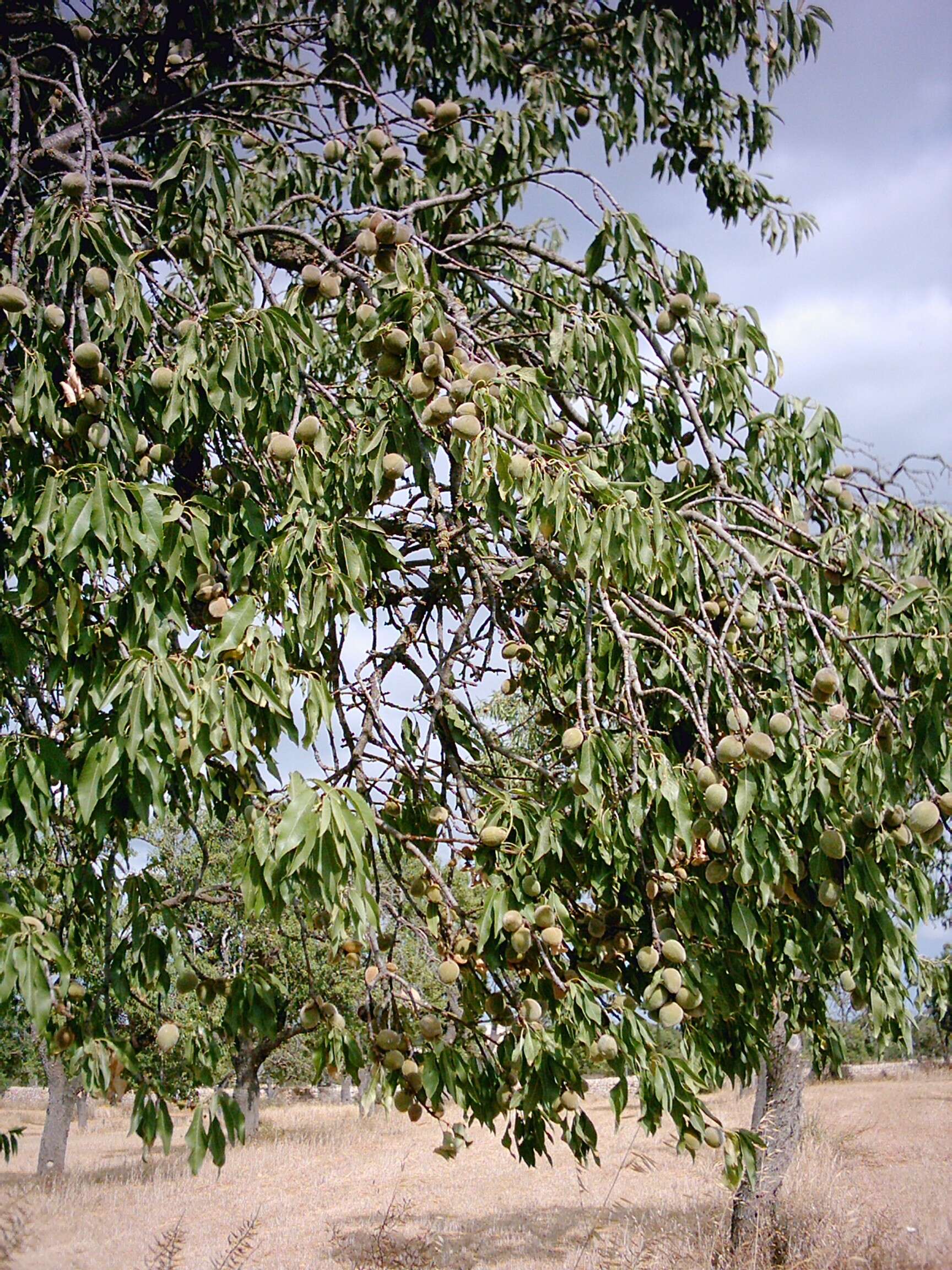 Imagem de Prunus dulcis (Mill.) D. A. Webb