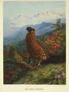 Imagem de Tragopan Cuvier 1829