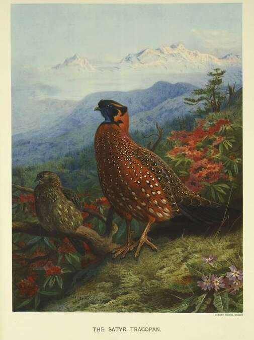 Imagem de Tragopan Cuvier 1829