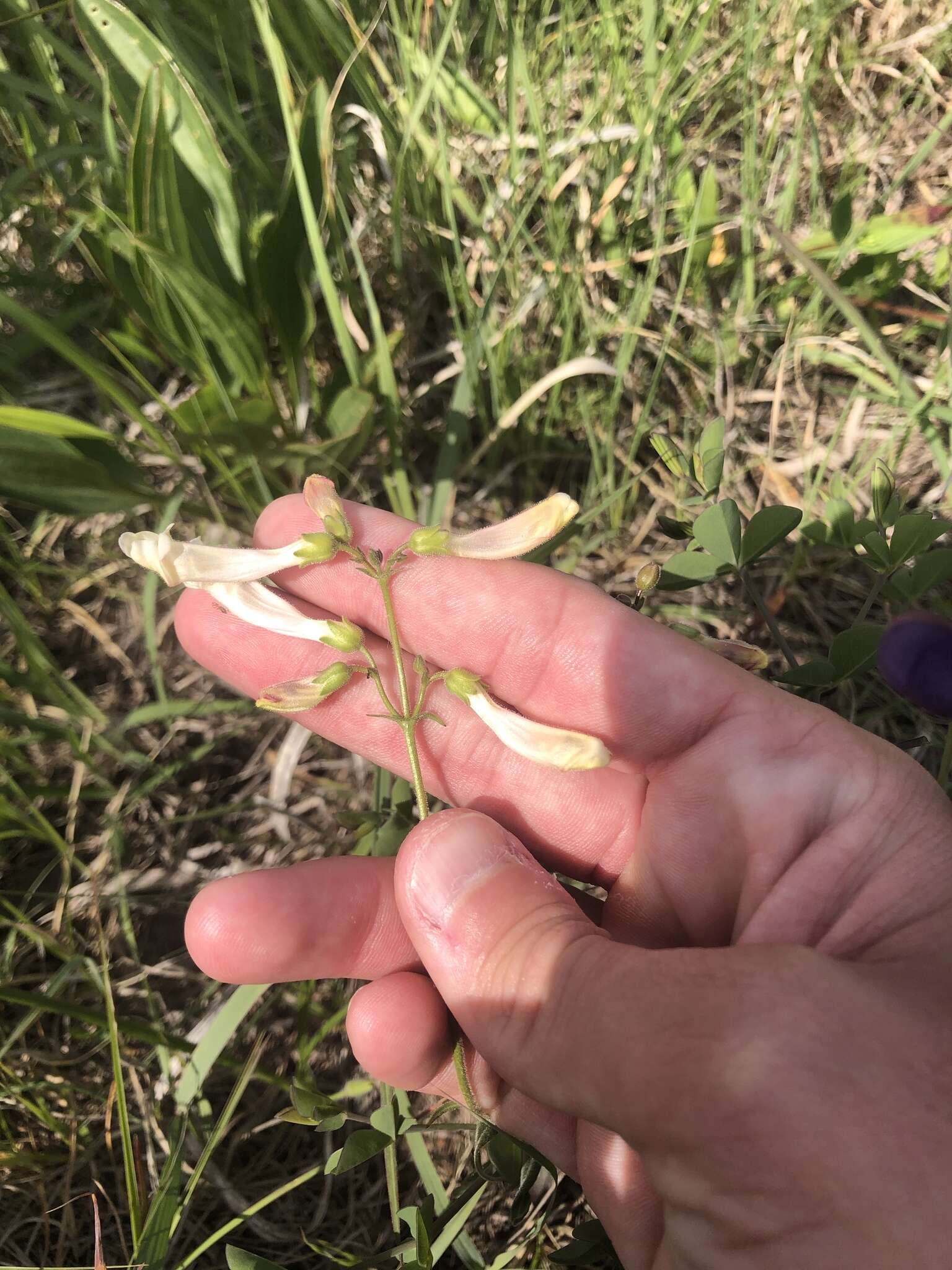 Image of Oklahoma beardtongue