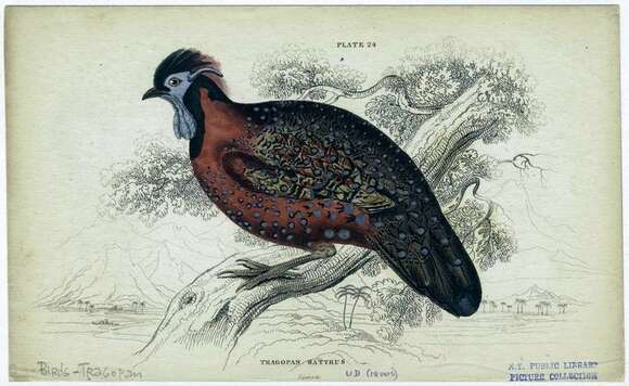 Imagem de Tragopan Cuvier 1829