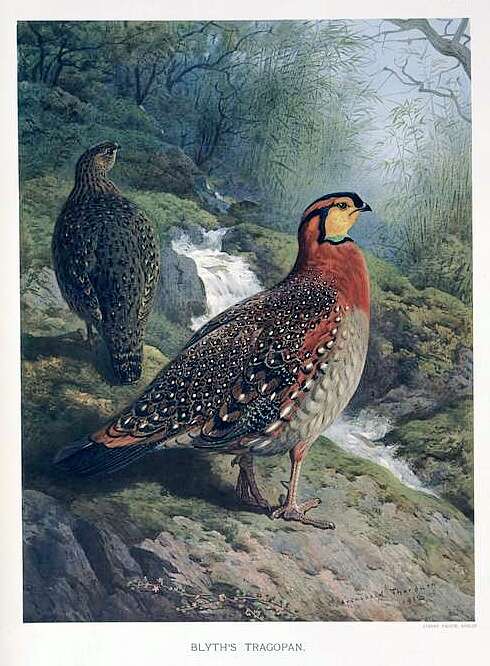 Image of Blyth's Tragopan