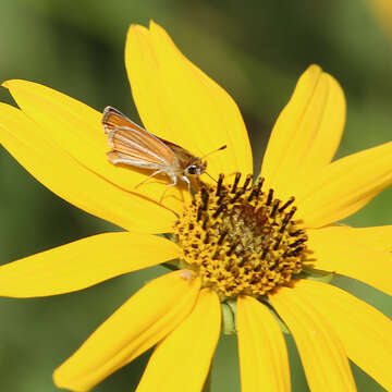 Image of Southern Skipperling