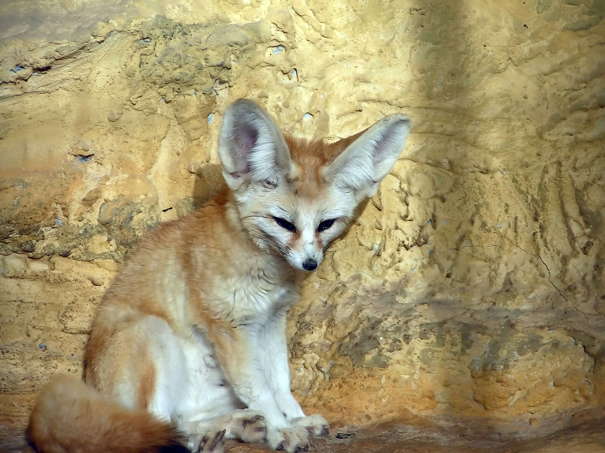 Image of Fennec Fox