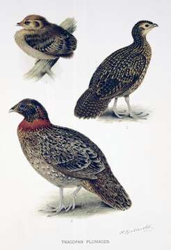 Image of Tragopan Cuvier 1829