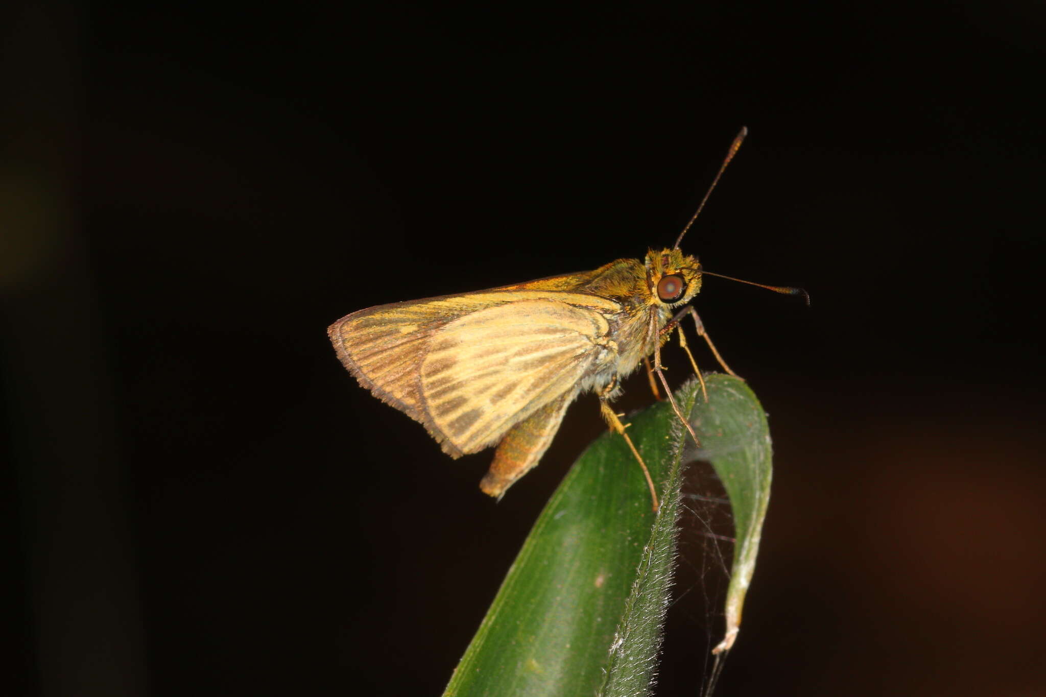 Image of Parphorus pseudecorus Hayward 1934