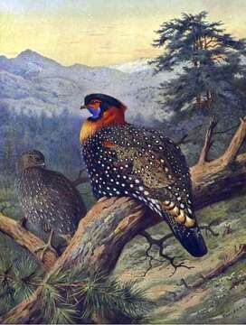 Image of Black-headed Tragopan