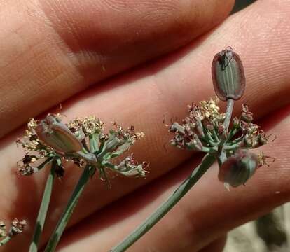 Слика од Lomatium repostum (Jepson) Mathias