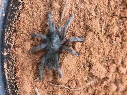 Image of Aphonopelma prenticei Hamilton, Hendrixson & Bond 2016