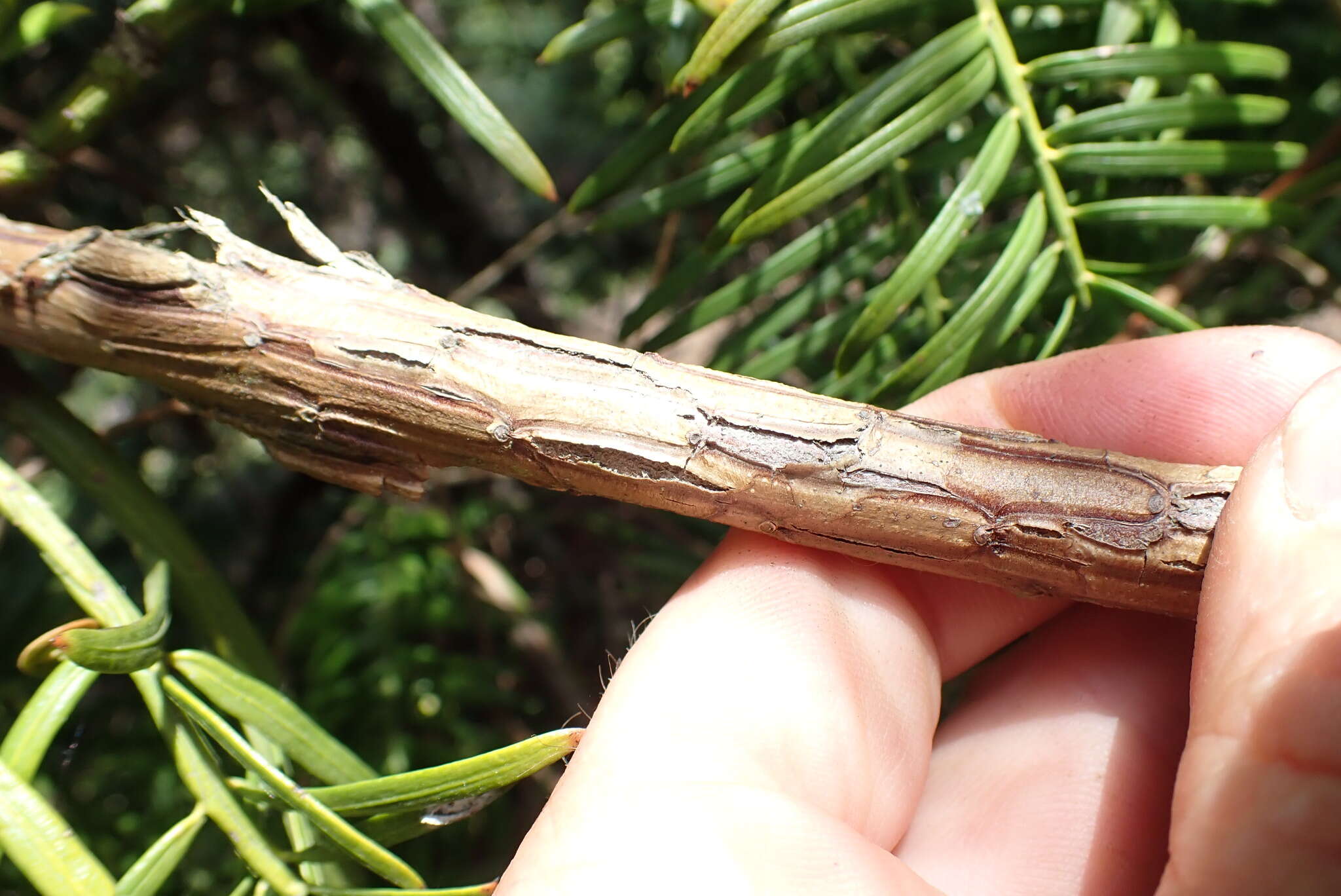 Image of Fortune's Yew Plum